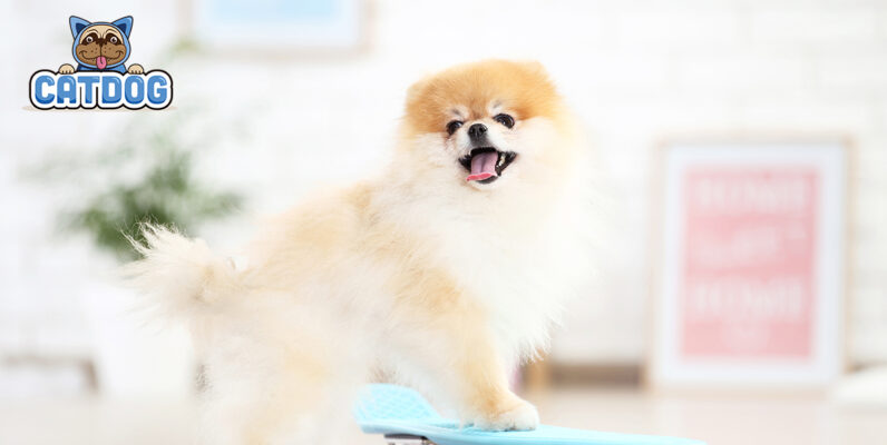 Thức ăn hạt cho chó con Dog Mania Puppy