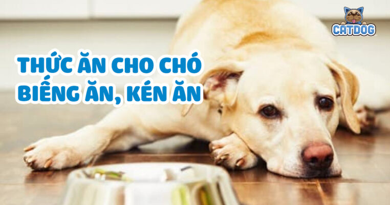 Thức ăn cho chó biếng ăn, kén ăn