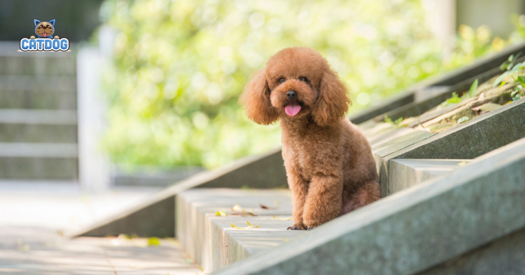 Thức ăn cho chó Poodle theo độ tuổi cập nhật 2022