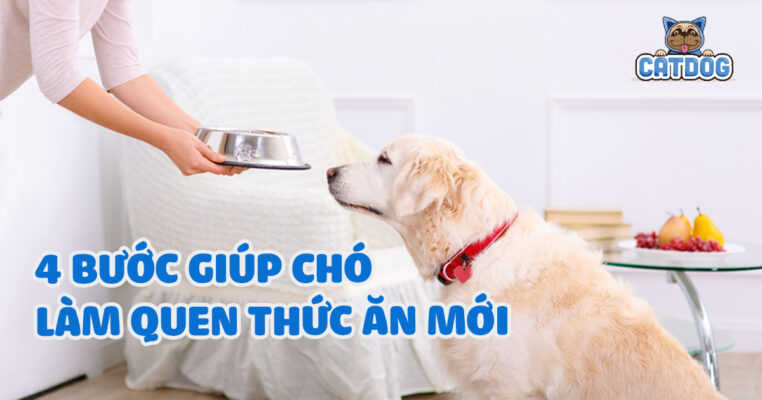 4 bước đơn giản giúp chó làm quen thức ăn mới